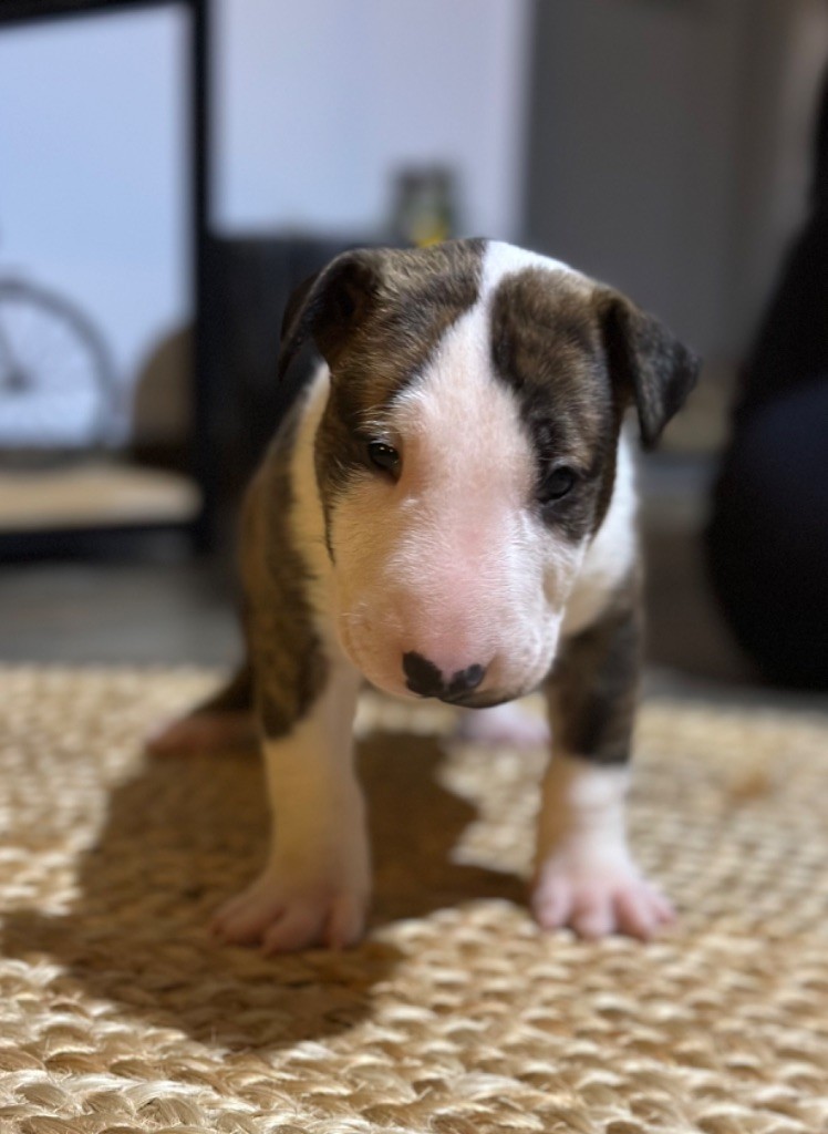Amazigh - Chiot disponible  - Bull Terrier