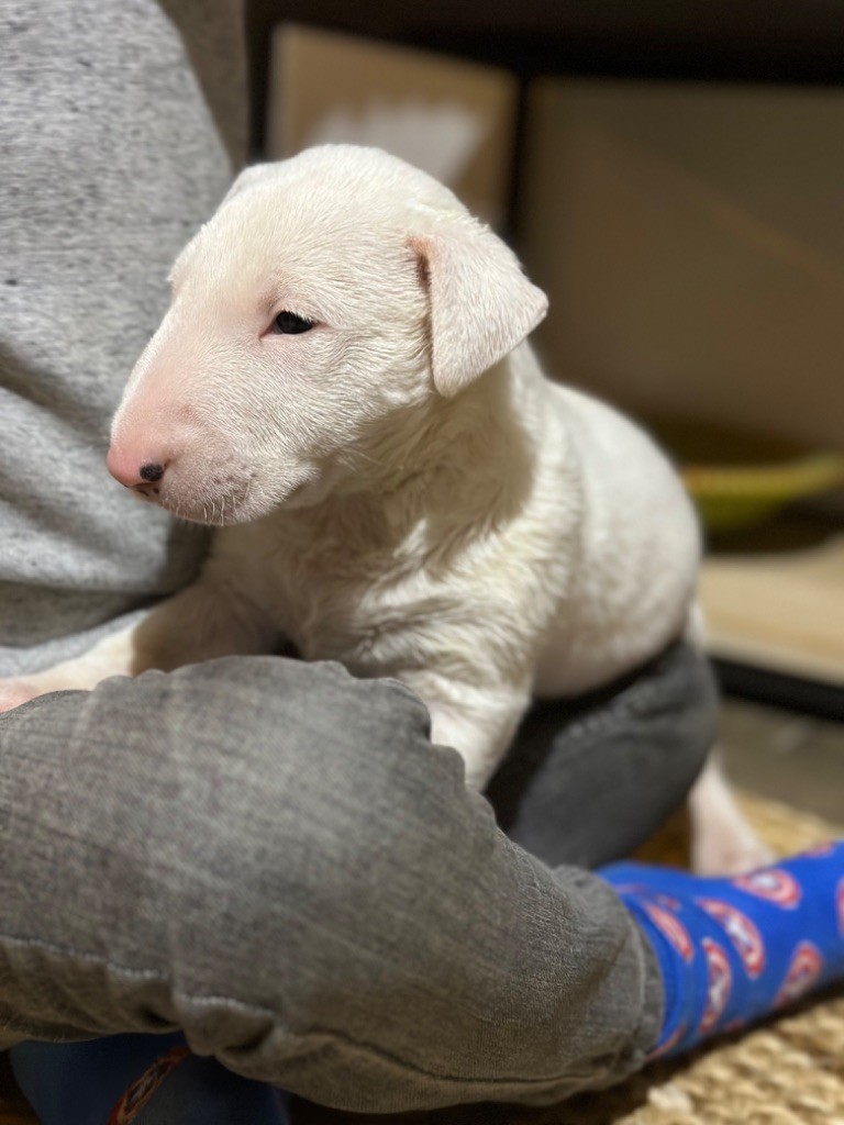 Amazigh - Chiot disponible  - Bull Terrier
